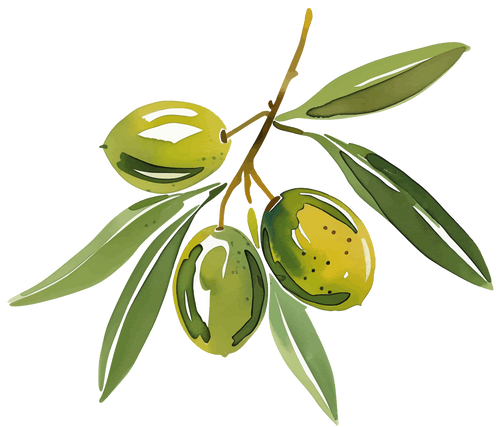 Korneiki Arbequina Watercolor Illustration Olives - Stavros Olive Company