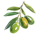 Illustration of an olive branch with green olives on a white background