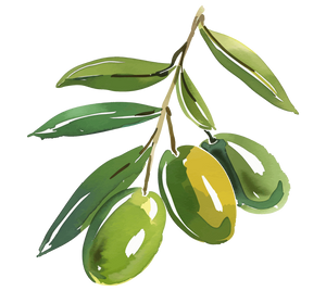 Illustration of an olive branch with green olives on a white background