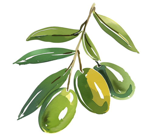 Illustration of an olive branch with green olives on a white background