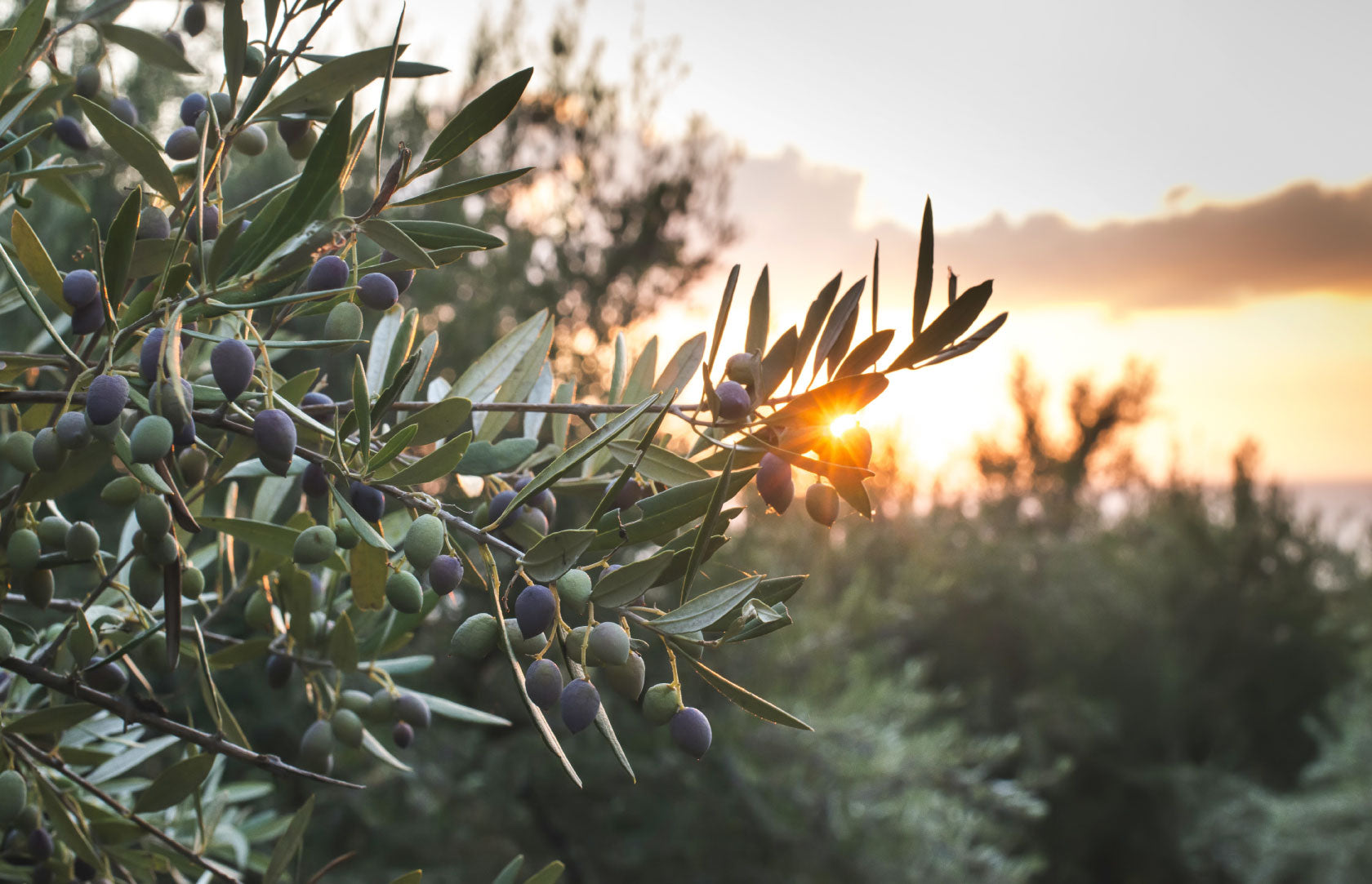 SOC-Backyard-sunset_web.jpg