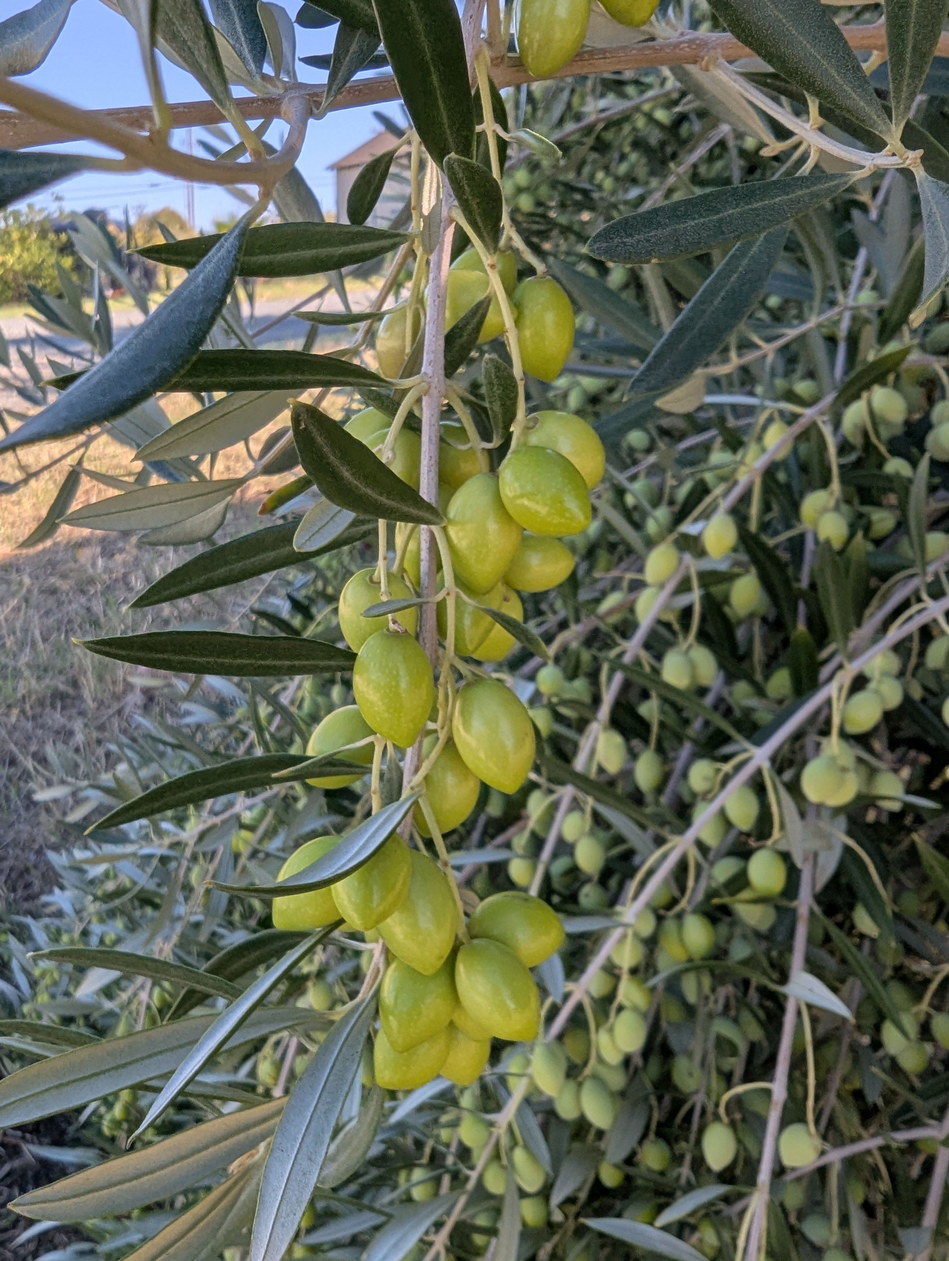 SOC_green_olives_web.jpg