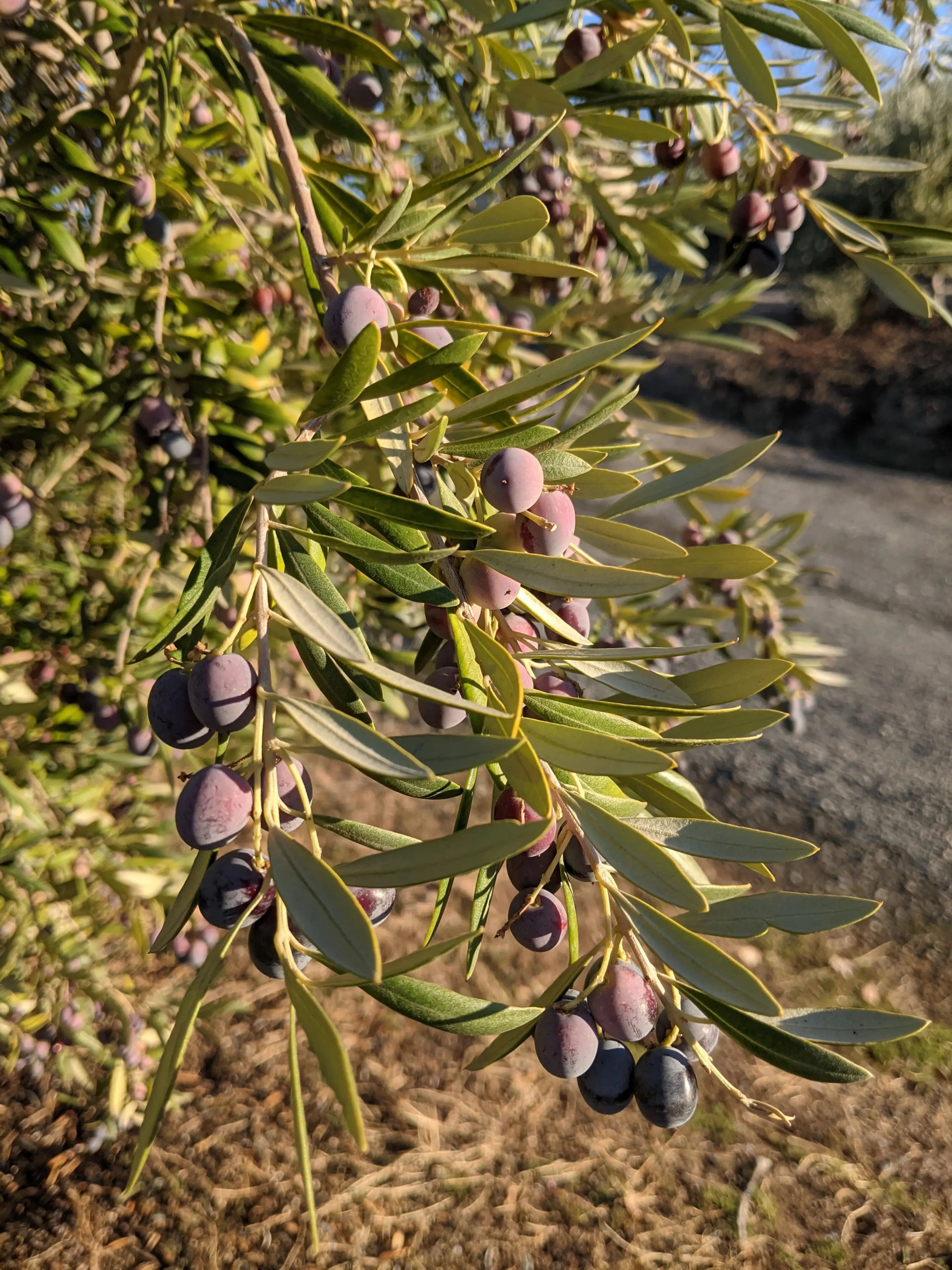 Stavros Olives Closeup