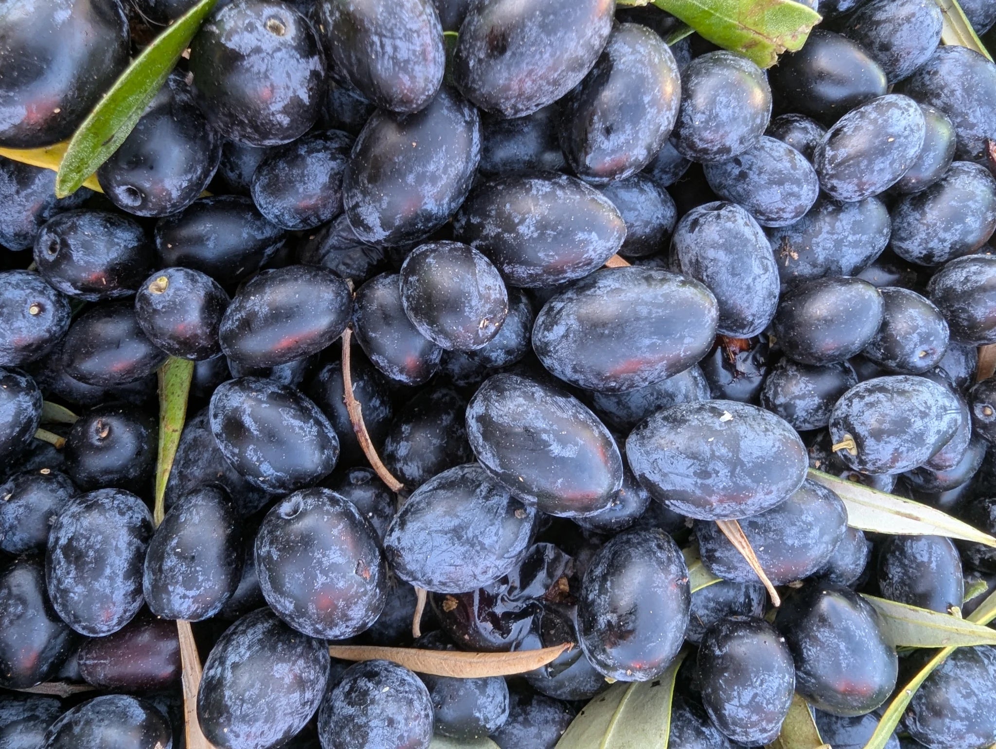 Closeup of Stavros Olives