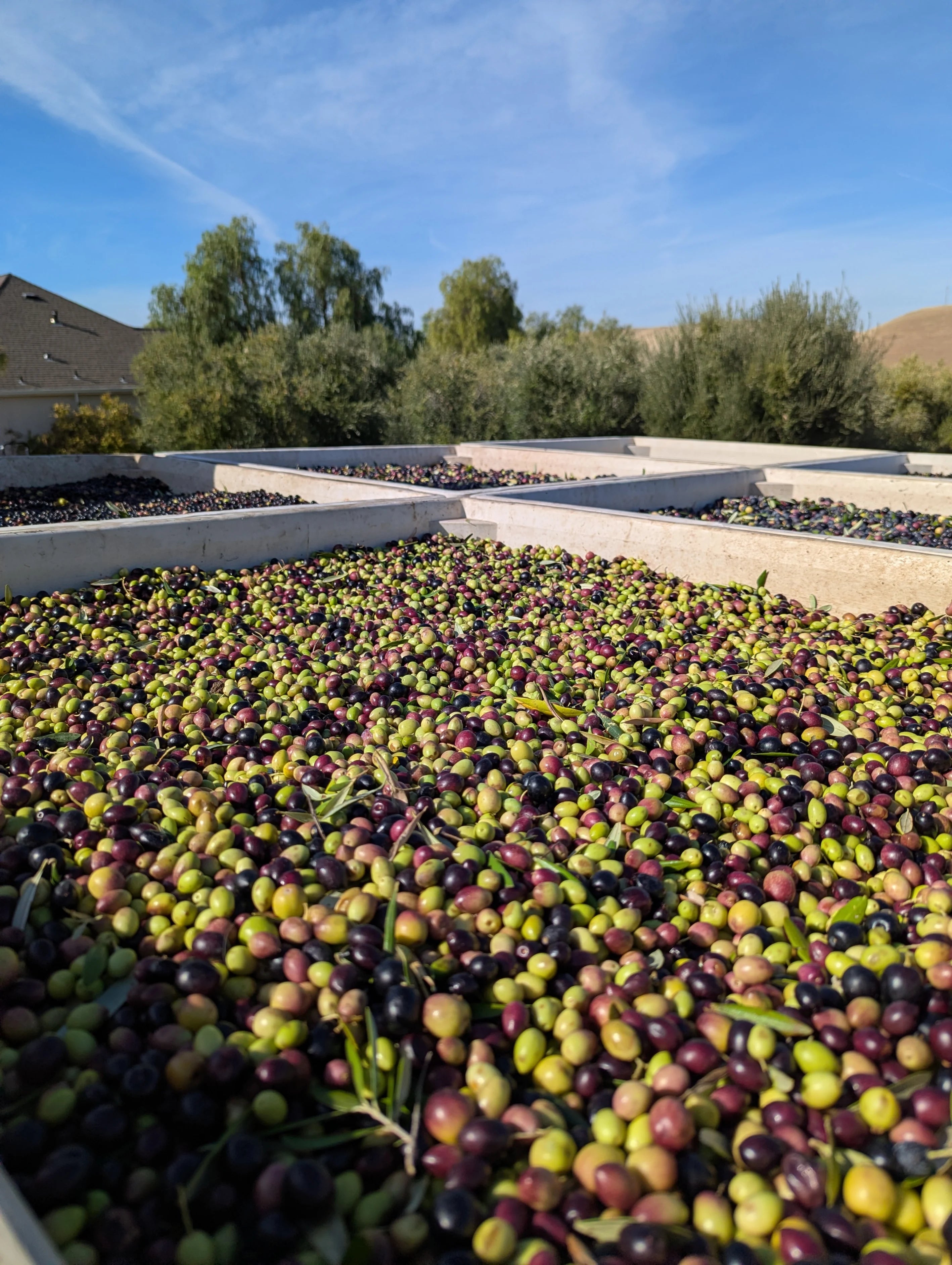 Image of thousands of olives being harvested outside in containers