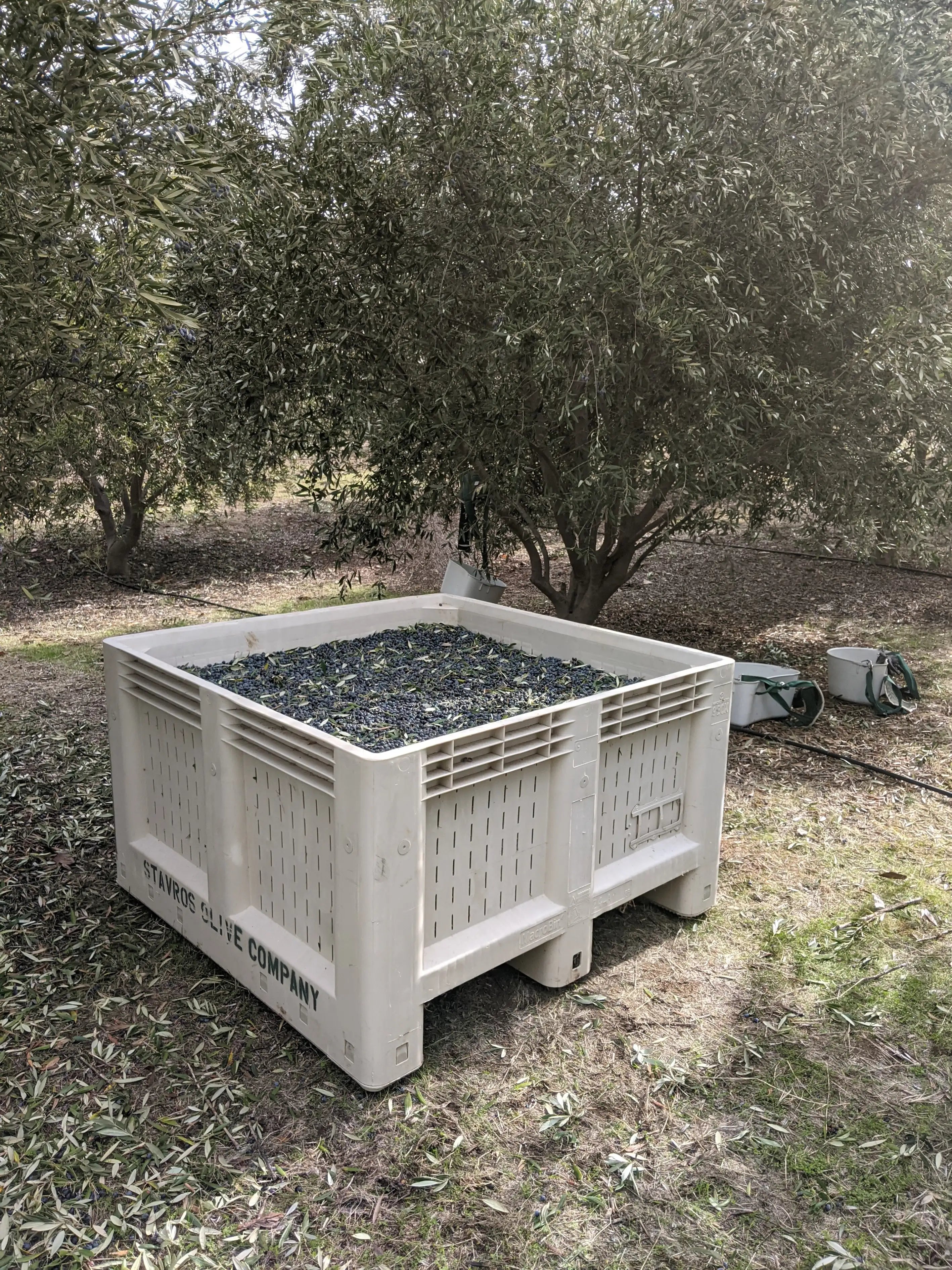 Stavros Olive Orchard with a container with thousands of olives