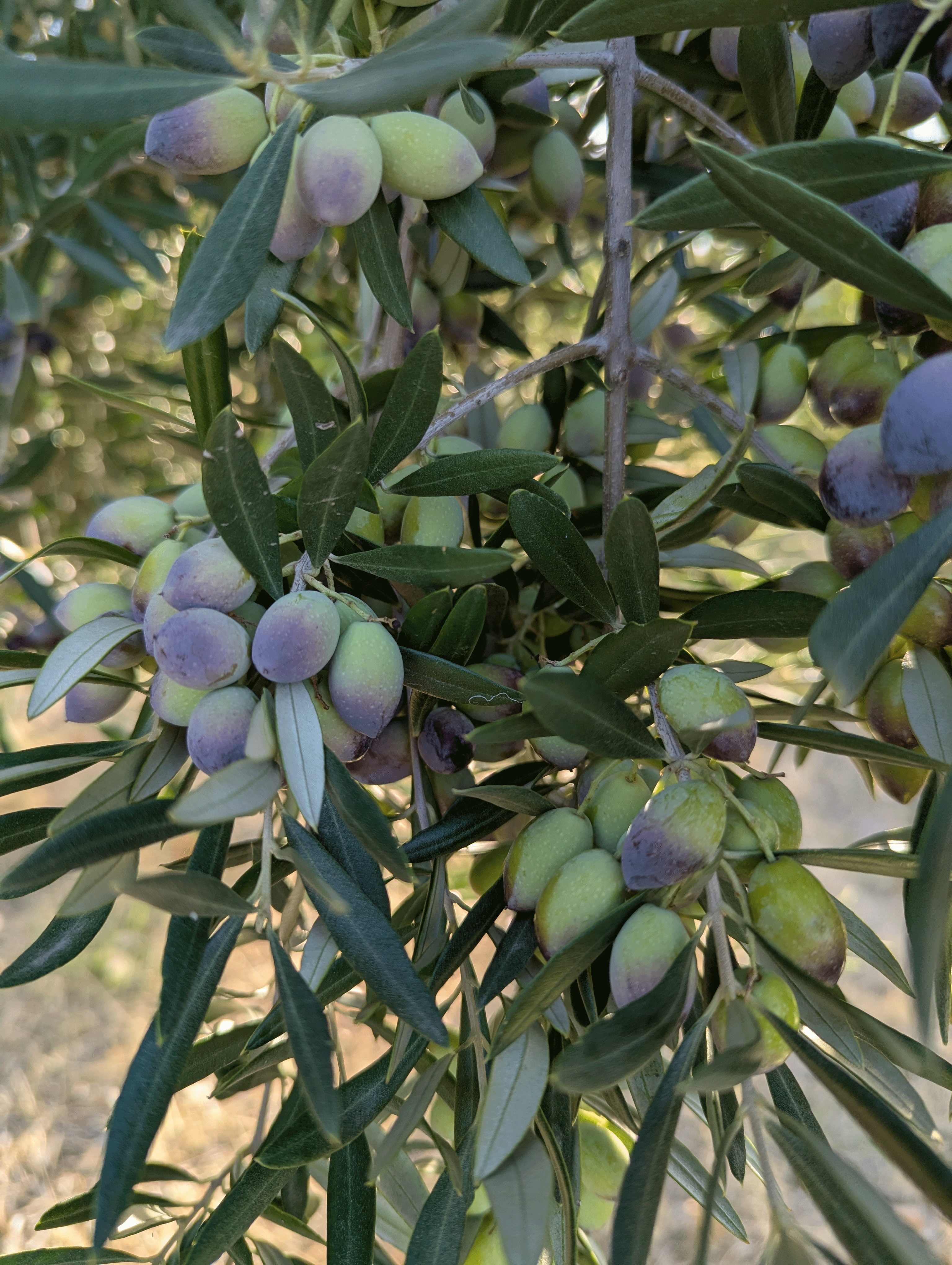 olives-web.gif
