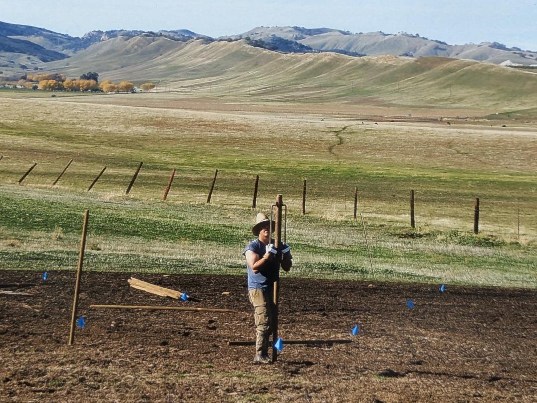 Stavros staking out the olive orchard in 2010